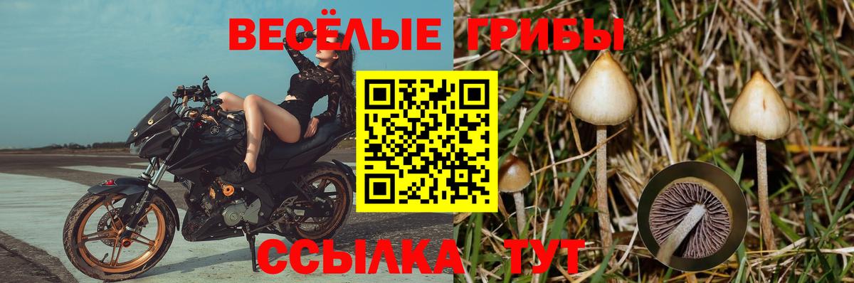 Удомля  Псилоцибиновые грибы Psilocybine cubensis  Вход с VPN 